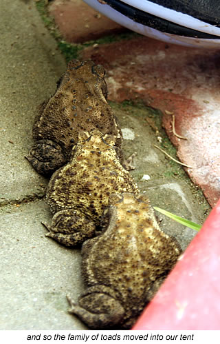 toads taken over our tent in islamabad